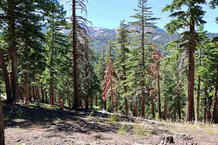 29 Taylor 47 Taylor St. Mammoth Lakes, CA 93546