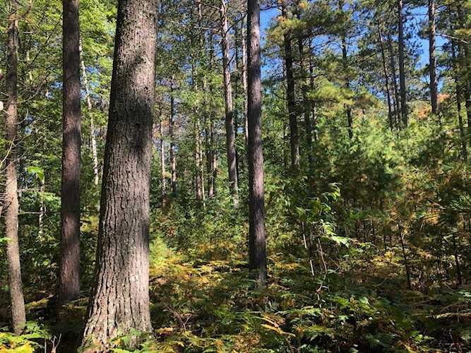 11.5 Ac. Cedar Falls Rd Hazelhurst, WI 54531