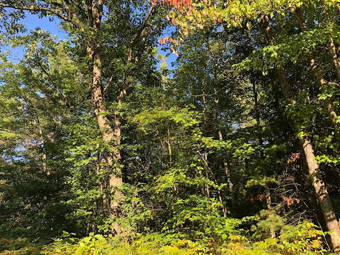4 Ac. Sunrise Camp Rd Minocqua, WI 54548