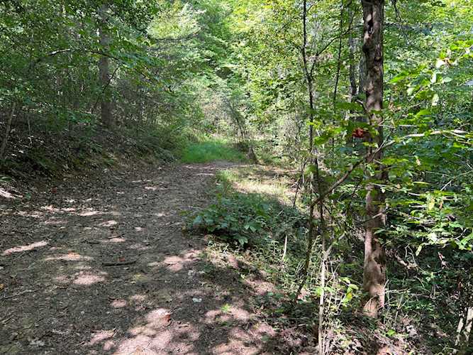 3305 Big Andy Ridge Rd Rogers, KY 41365