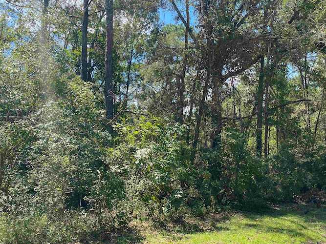 Vacant NE Blue Springs Church Rd Lee, FL 32059