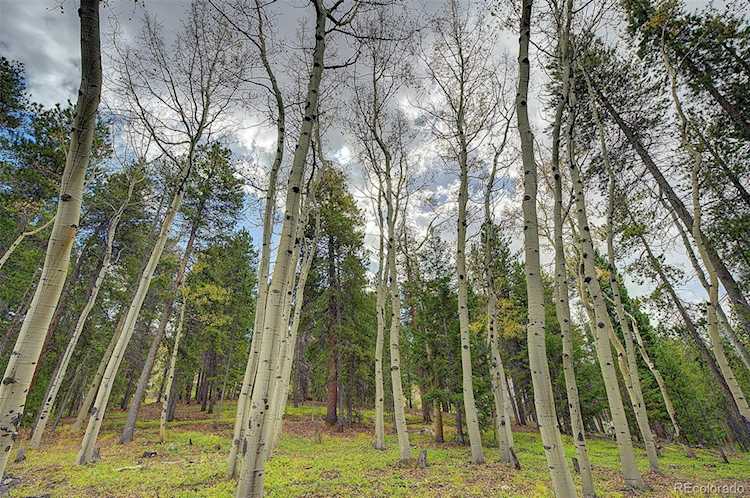 8431 London Ln Conifer, CO 80433