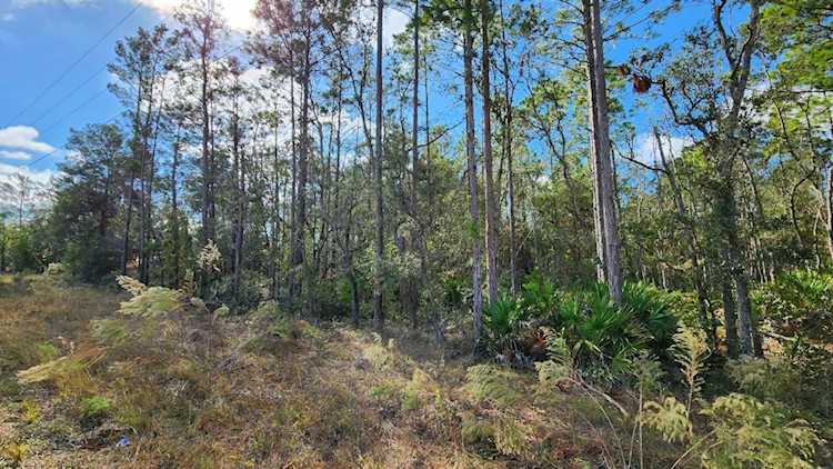 TBD Antler Ln Keaton Beach, FL 32348
