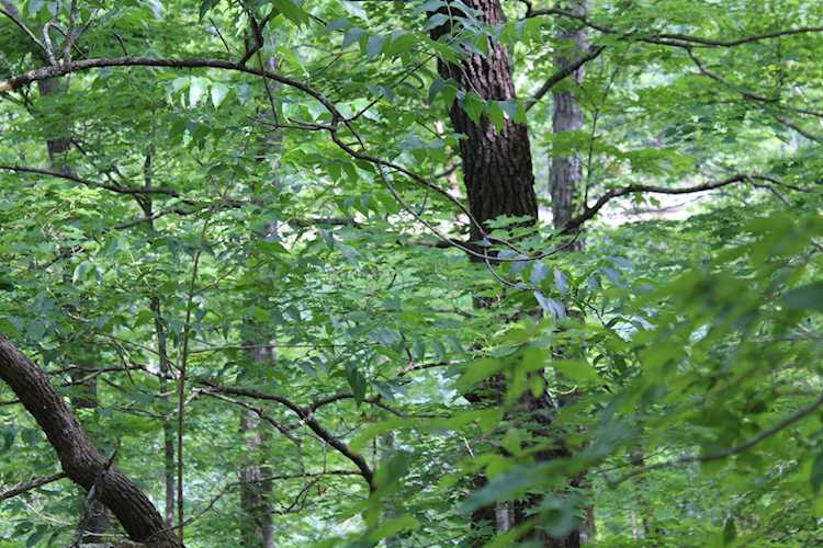 195 Deer Lick Rd Burnside, KY 42519