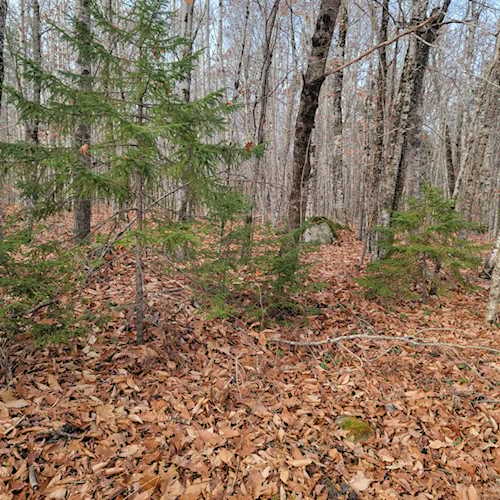 12-6 Hardwood Ridge Rd Deblois, ME 04622