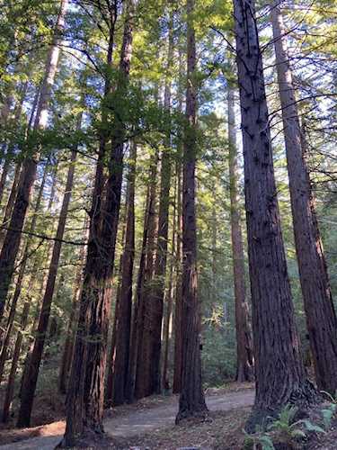 155 Native Sons Rd, Woodside, CA 94062