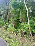 1 +/- Ac Cooks Mill Rd Georgetown IN 47122 | MLS 202409368 Photo 2