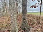 8261 W Cox Ferry Rd Campbellsburg IN 47108 | MLS 2024012733 Photo 34