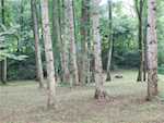 3219 N Nubian Rd Salem IN 47167 | MLS 202509521 Photo 49