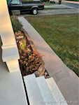 451 Miller Ave Clarksville IN 47129 | MLS 202508266 Photo 6