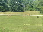 1696 N Shea Rd Lexington IN 47138 | MLS 2025010714 Photo 12