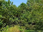 6225 S Williams Knob Rd Pekin IN 47165 | MLS 2024011090 Photo 7