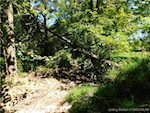 6225 S Williams Knob Rd Pekin IN 47165 | MLS 2024011090 Photo 4