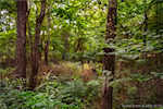 11219 Hiddenview Farm Rd Marysville IN 47141 | MLS 2025010947 Photo 12
