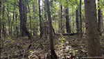 11219 Hiddenview Farm Rd Marysville IN 47141 | MLS 2025010947 Photo 34