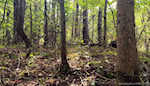 11219 Hiddenview Farm Rd Marysville IN 47141 | MLS 2025010947 Photo 44