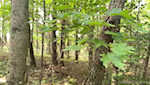 11219 Hiddenview Farm Rd Marysville IN 47141 | MLS 2025010947 Photo 42